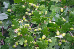 Acorns
