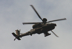 Phil chases squirrel :-)