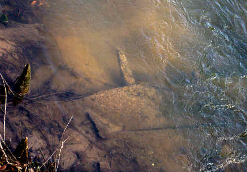 Plank like structure