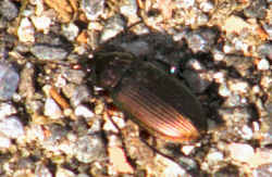 Beetle crossing the cattle drive