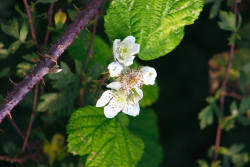 Bramble