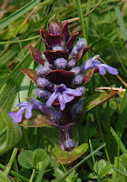 Bugle
