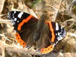 Red Admiral