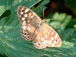 Speckled Wood