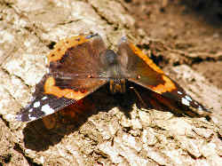 Red Admiral butterfly soaks up the sun