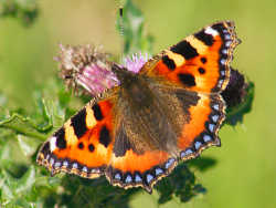 Small tortoise shell butterfly