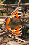Small tortoiseshell butterfly