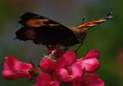 Small Tortoiseshell butterfly
