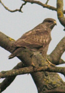 Buzzard in tree
