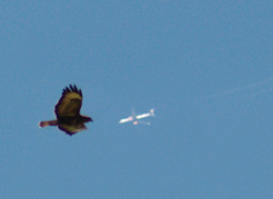 Buzzard verses airliner.