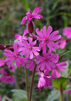 Campion