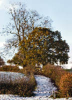 Cattle drive with light cover of Snow