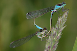 Pair of Damselfly