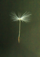 dandelion seed