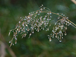 Dew drops on a dead grass flower head