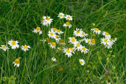 Dog daisy