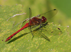 Dragonfly on butterbur leaf