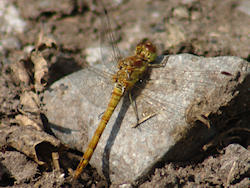 Dragonfly resting on a stone