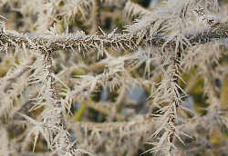 Hawthorn covered in frost