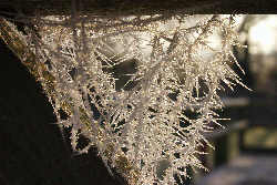 Frosty spiders web
