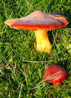 Waxcap Fungi
