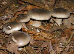 Fungi