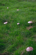 Parasol Fungi
