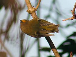A Goldcrest searches for food