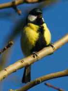 A Great Tit singing 