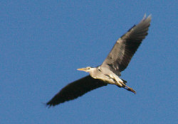 Heron speads its wings