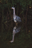 Heron taking a walk in the River Dane
