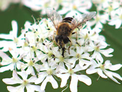 Hoverfly on hogweed