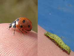 ladybird and caterpillar