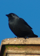 Jackdaw sitting on chimney pot