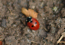 Ladybird