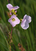 Lady's Smock