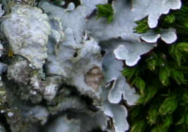 ? face in the lichen?