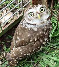 A little annoyed little owl