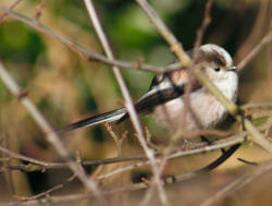 A Longtailed Tit, in the hedge