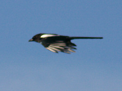 A Magpie flies by