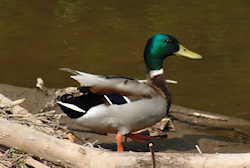 Male Mallard duck