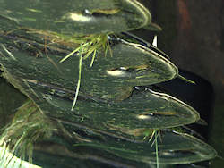 Close up of mower blades