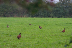 Pheasants