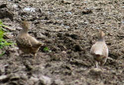 Young pheasant