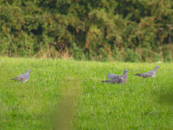 Pidgeons
