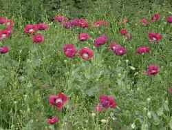 Poppies