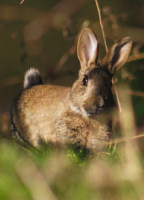 Rabbit down by the River Dane