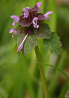 Red Dead nettle