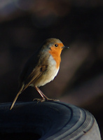 Robin on tire by silage clamp