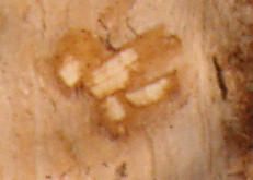 Teeth marks in tree bark